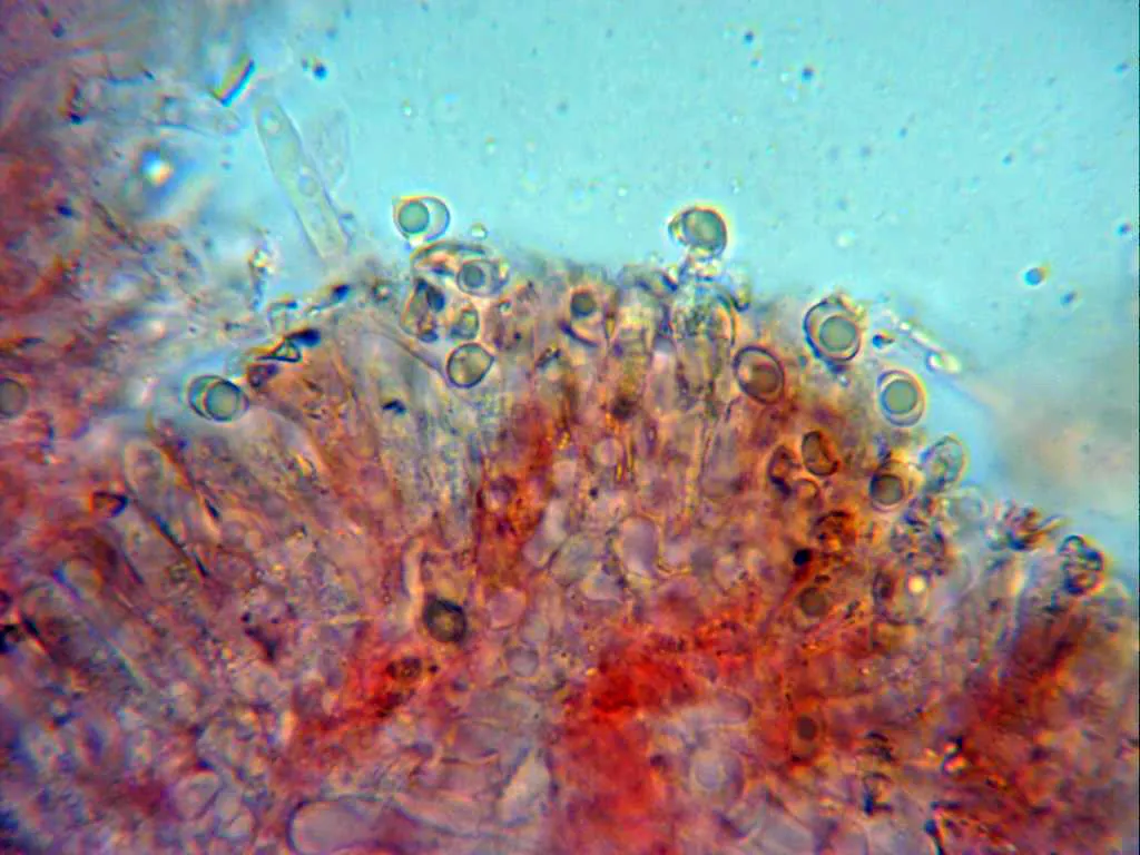 Microscopía de Tricholoma pessundatum - 10 -  Basidios x 1000